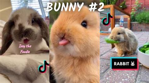 Bunni3jpg : TikTok